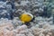 Exquisite Butterflyfish in Red Sea
