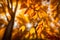 An exquisite close-up of autumn\\\'s golden yellow leaves,