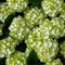 Exquisite close up of fresh hydrangea flower blooms seen from an enchanting top view perspective