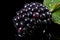 Exquisite close up of perfectly ripe blackberry fruit on a captivating black background