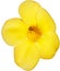 Exquisite close-up shot of a vibrant yellow tropical flower with five distinct petals, showcasing the captivating beauty of the