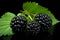Exquisite close up of succulent ripe blackberry fruit isolated on a captivating black background