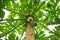 An Exquisite Composition: A Papaya Tree Flourishing with Green Fruits and Delicate Blossoms
