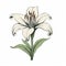 Exquisite Detailed Illustration Of A Majestic White Lily With Green Leaves