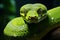 Exquisite detailed macro close up of a green snake coiled on a lush jungle tree branch