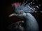 The Exquisite Elegance of the Victoria Crowned Pigeon