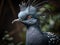 The Exquisite Elegance of the Victoria Crowned Pigeon