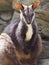 Exquisite Elegant Relaxed Brush-Tailed Rock-Wallaby.