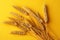Exquisite, isolated wheat ears, oats, barley on a yellow backdrop
