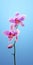 Exquisite And Lg Z9 Minimalist Orchid Wallpaper
