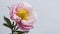 Exquisite peony flower isolated on clean white backdrop