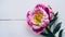 Exquisite peony flower isolated on clean white backdrop