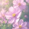 Exquisite pink cosmos blossom captured from an enchanting overhead perspective