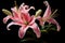 Exquisite Pink lilly. Generate Ai