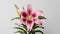 Exquisite pink lily flower showcased in isolation on white backdrop