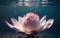 The Exquisite Pink Lotus Blossom Submerged in Tranquility