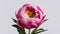 Exquisite pink peony flower showcased in isolated white backdrop