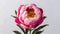 Exquisite pink peony flower showcased in isolated white backdrop