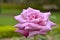 Exquisite pink Rose flower blossoms in garden