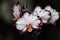 Exquisite rare white orchid phalaenopsis flower with dark purple splashes on the edge of the petals on a blurred dark background.