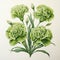 Exquisite Realism: Hand Drawn Illustration Of Bright Green Carnation Flowers