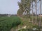 An exquisite seasonal panoramic snapshot of some green crops agricultural fields