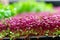 Exquisite showcase of vibrant microgreens, capturing their delicate nature and nutrient rich appeal