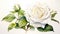 Exquisite Snapdragon Watercolor Painting Of A White Rose