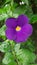 Exquisite Thunbergia erecta flower blossoms