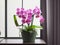 Exquisite Tropical Pink Phalaenopsis Orchid: Stunning Home Interior Decor.