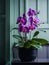 Exquisite Tropical Pink Phalaenopsis Orchid: Stunning Home Interior Decor.