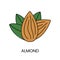 An exquisite vector depiction of an almond, capturing its elegance and allure