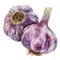 An exquisite watercolor composition of garlic bulbs with delicate shading