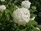 exquisite white hydrangea flowers hydrangea arborescens â€œannabelleâ€ white hydrangea flowers in the garden on a Sunny