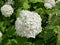 Exquisite white hydrangea flowers hydrangea arborescens white hydrangea flowers in the garden on a Sunny