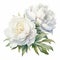 Exquisite White Peony Flowers Graphic For Flyer Design