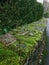 Extended angle green moss wall