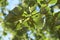 Extended branch with summer leaves of Linden Tilia tree