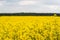 Extensive and beautifully flowering rapeseed field