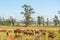 Extensive beef cattle breeding fields in the State of Rio Grande do Sul, Brazil