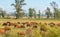 Extensive beef cattle breeding fields in the State of Rio Grande do Sul, Brazil