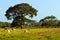 Extensive cattle farming in tropical climate