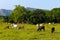 Extensive cattle farming in tropical climate