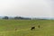 Extensive cattle ranch in southern Brazil