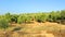 Extensive cultivation of olive trees under drip irrigation, Spain