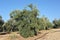 Extensive cultivation of olive trees under drip irrigation, Spain