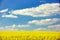 Extensive field of rapeseed