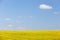 Extensive field of rapeseed