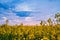 Extensive field with yellow flowering rapeseed.