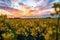 Extensive field with yellow flowering rapeseed.